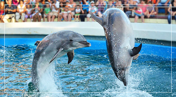 The Dolphinarium